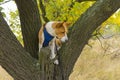 Portrait of mature basenji dog standing on wild pear tree branch r Royalty Free Stock Photo