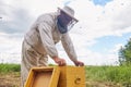 Senior Beekeeper in Apiary