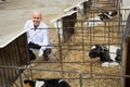 Portrait of mature Male vet employee with dairy cattle in farm Royalty Free Stock Photo