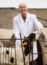 Portrait of mature Male vet employee with dairy cattle in lives Royalty Free Stock Photo