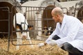 Portrait of mature Male vet employee with dairy cattle in lives Royalty Free Stock Photo