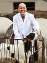 Portrait of mature Male vet employee in white robe with dairy c Royalty Free Stock Photo