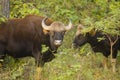 Portrait: Mature Male Wild Gaur in Jungle