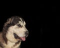 Dog portrait adult Central Asian Shepherd Dog Alabai attentive serious look black background