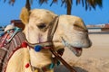 Portrait of mature white purebred friendly Arabic or Somali camel dromedary, wearing festive decorative harness.