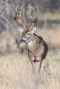 Portrait of a mature whitetail buck