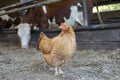 Portrait of an mean looking orange brown rooster with a red pink comb, standing in a cowshed. Royalty Free Stock Photo