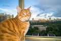 Portrait of meditative red cat relaxing in front of the window.