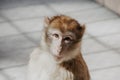 Portrait of a monkey, looking at the camera