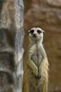 Portrait of Meercat