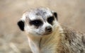 A Portrait of a Meerkat Royalty Free Stock Photo