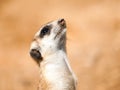 Portrait of meerkat, aka suricate - Suricata suricatta. Kalahari desert, Botswana, Africa. Royalty Free Stock Photo