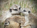 Portrait of a meerkat with babies Royalty Free Stock Photo