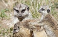 Portrait of a meerkat with babies Royalty Free Stock Photo