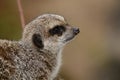 Portrait of a meerkat