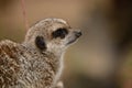 Portrait of a meerkat