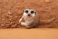 Portrait of meerkat