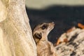 A portrait of a meerkat