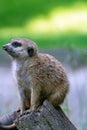 Portrait of a meerkat from the mongoose family Royalty Free Stock Photo