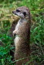 Portrait of a meerkat from the mongoose family Royalty Free Stock Photo