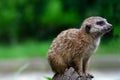 Portrait of a meerkat from the mongoose family Royalty Free Stock Photo