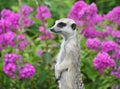 Portrait of a meerkat in natural environment