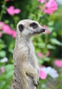 Portrait of a meerkat in a natural environment in summer