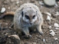 Portrait of a meerkat at a natural park Royalty Free Stock Photo