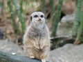 Portrait of a meerkat at a natural park Royalty Free Stock Photo