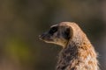 A portrait of a meerkat