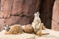 Portrait of a meerkat that`s guarding the group. Looking up to see if there is any danger Royalty Free Stock Photo