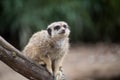 Meerkat sitting on tree branch Royalty Free Stock Photo