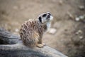 meerkat sitting on tree branch Royalty Free Stock Photo