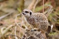 Portrait of a meerkat sitting on a tree stump Royalty Free Stock Photo