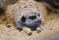 Portrait of a meerkat. Small mongoose species