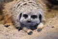 Portrait of a meerkat. Small mongoose species