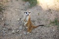 A portrait of a meerkat standing in a typical observer pose on watch. Wild