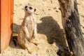 Portrait of Meerkat Suricata, African native animal