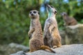 Portrait of  Meerkat Suricata suricatta, African native animal, small carnivore. Royalty Free Stock Photo