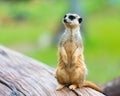 Portrait of Meerkat Suricata suricatta Royalty Free Stock Photo