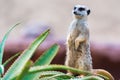 Portrait of Meerkat Suricata suricatta Royalty Free Stock Photo