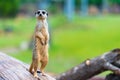 Portrait of Meerkat Suricata suricatta Royalty Free Stock Photo