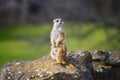 Portrait of Meerkat Suricata suricatta, African native animal, small carnivore belonging to the mongoose family. It is Royalty Free Stock Photo