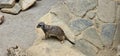 Portrait of Meerkat Suricata suricatta, African native animal, small carnivore belonging to the mongoose family in the zoo Royalty Free Stock Photo