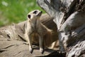 Portrait of Meerkat Suricata suricatta, African native animal, small carnivore.