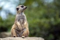 Portrait of Meerkat Suricata suricatta, African native animal, small carnivore.