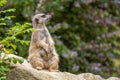 Portrait of  Meerkat Suricata suricatta, African native animal, small carnivore. Royalty Free Stock Photo