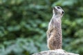 Portrait of  Meerkat Suricata suricatta, African native animal, small carnivore. Royalty Free Stock Photo