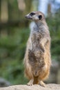 Portrait of Meerkat Suricata suricatta, African native animal, small carnivore.