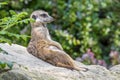 Portrait of Meerkat Suricata suricatta, African native animal, small carnivore.